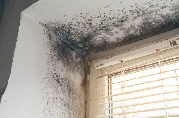 Affordable Basement Mold Removal solutions in Richfield, MN